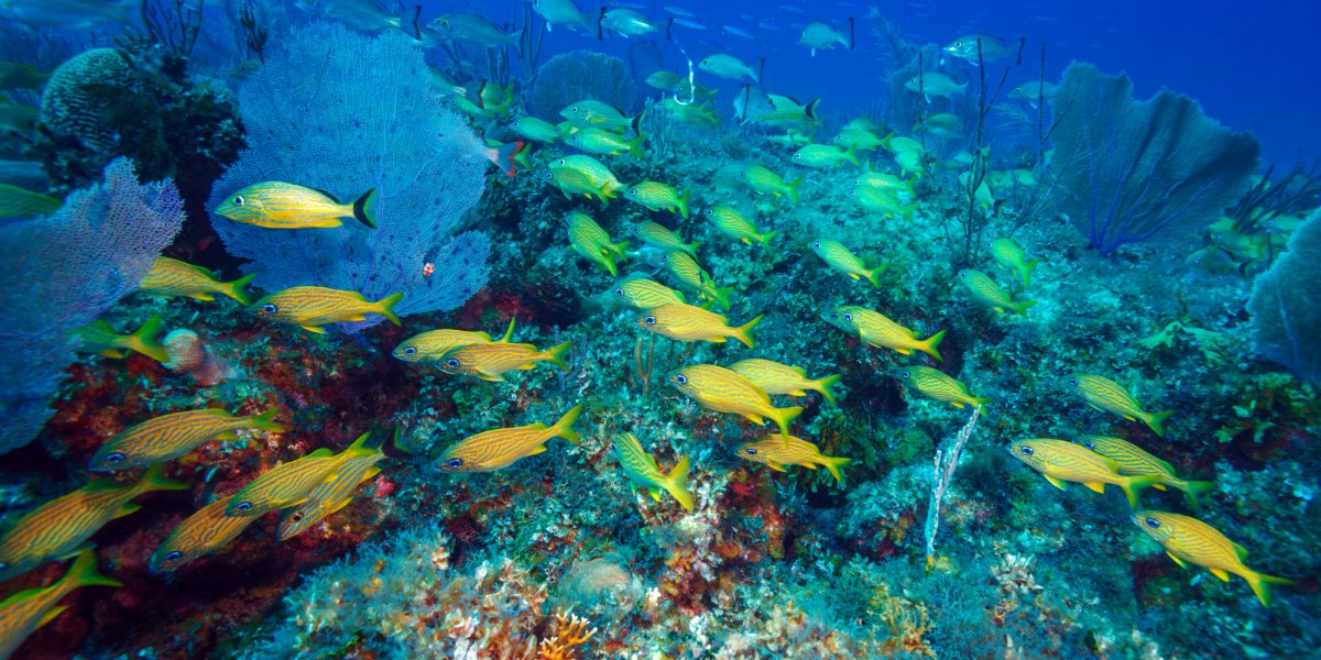 undwater shot of the cayo largo reef in cuba