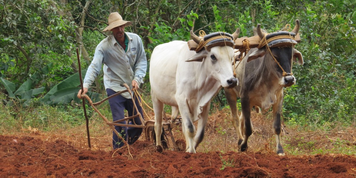 farmer with his cows in cuba