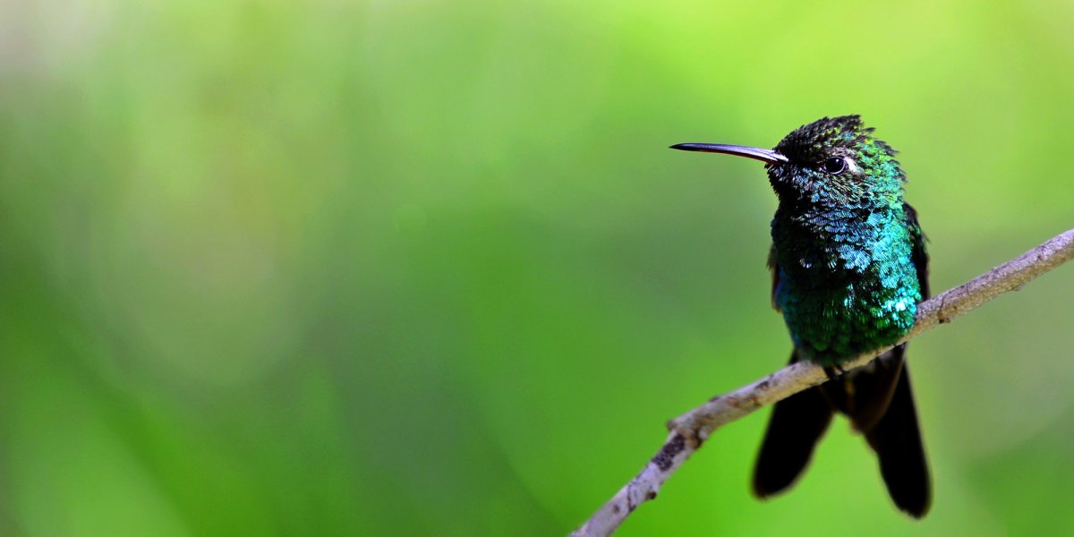 bird in Vinales National Park Cuba