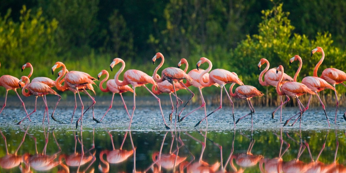 Pink flamingos in Cuba
