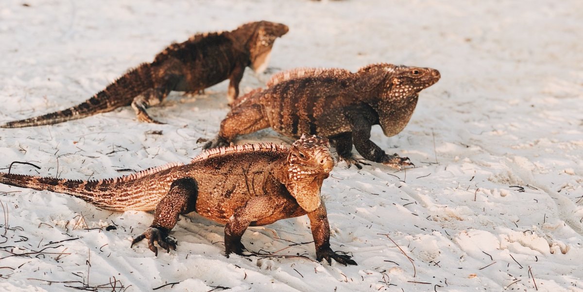 Iguanas on a white sand beach in Cuba