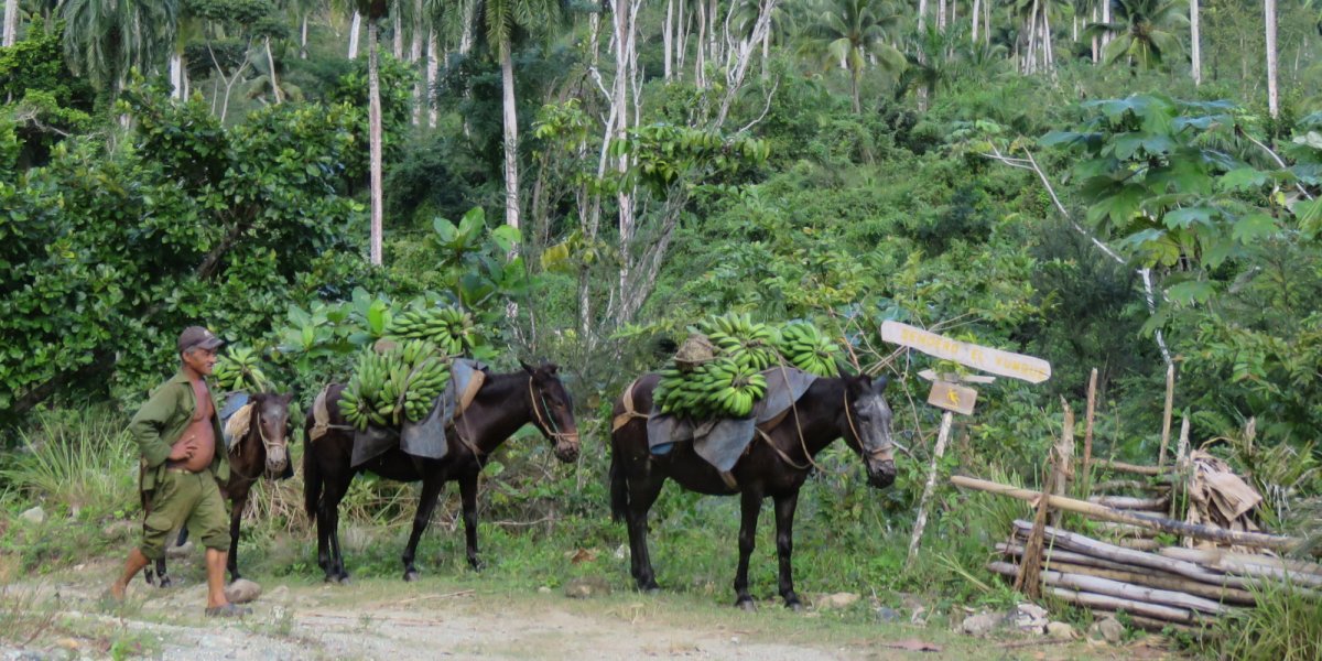 Horses in Cuba national park