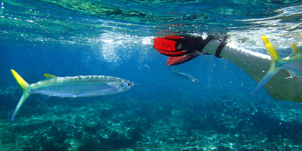 Fish underwater swimming next to a red snorkel fin in Cuba