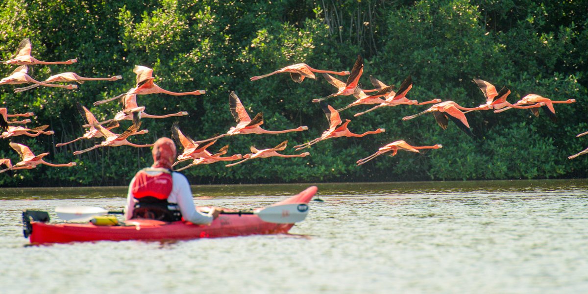 A sea kayaker in a red kayak looking at a flock of flamingos fly over their kayak in Cuba