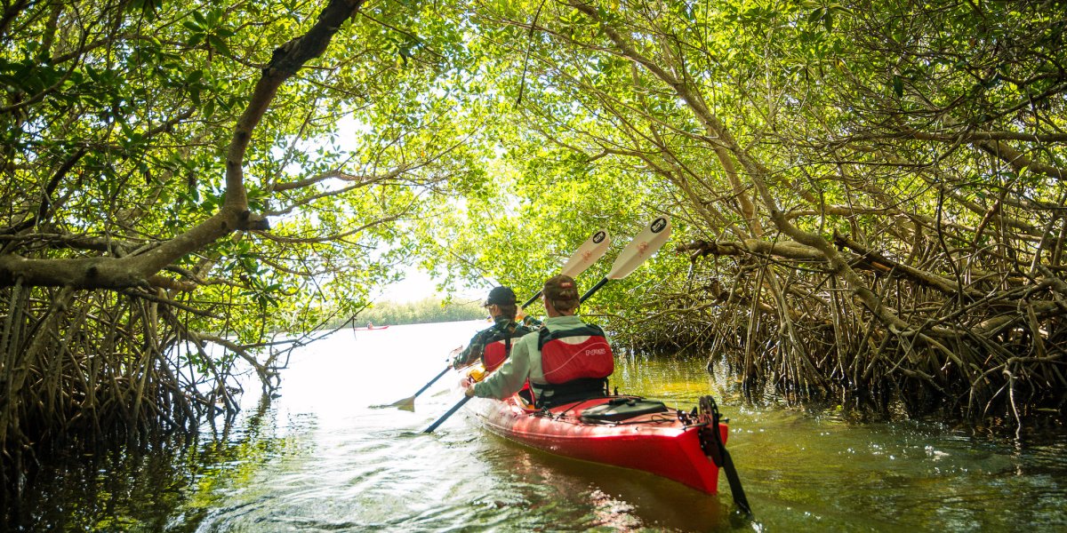Two people paddling a red tandem sea kayak through Zapata National Park in Cuba.