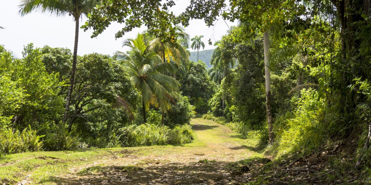 A lush forest just outside of Baracoa, Cuba.
