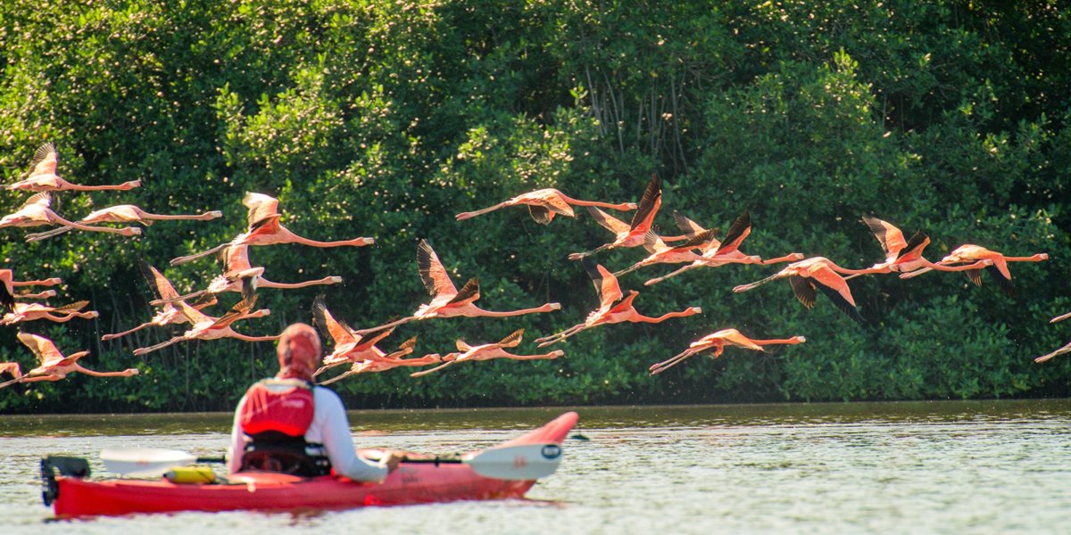 Kayaking near a flock of flamingos in Cuba’s coastal wetlands, part of a nature-focused Cuba trip combining wildlife and adventure.