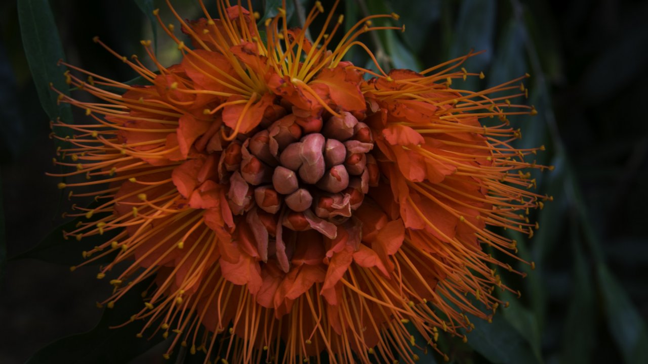 Close up of an orange and red flower