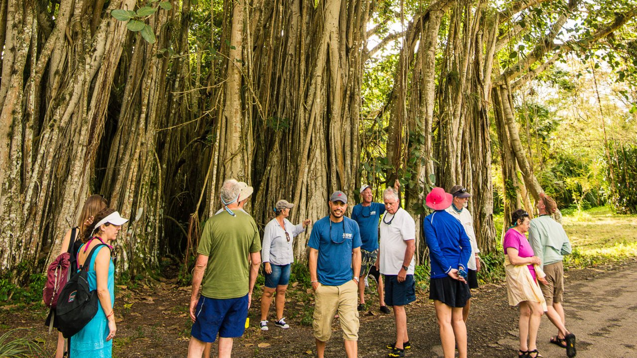 A group of people walking among tall trees in a national park in Cuba