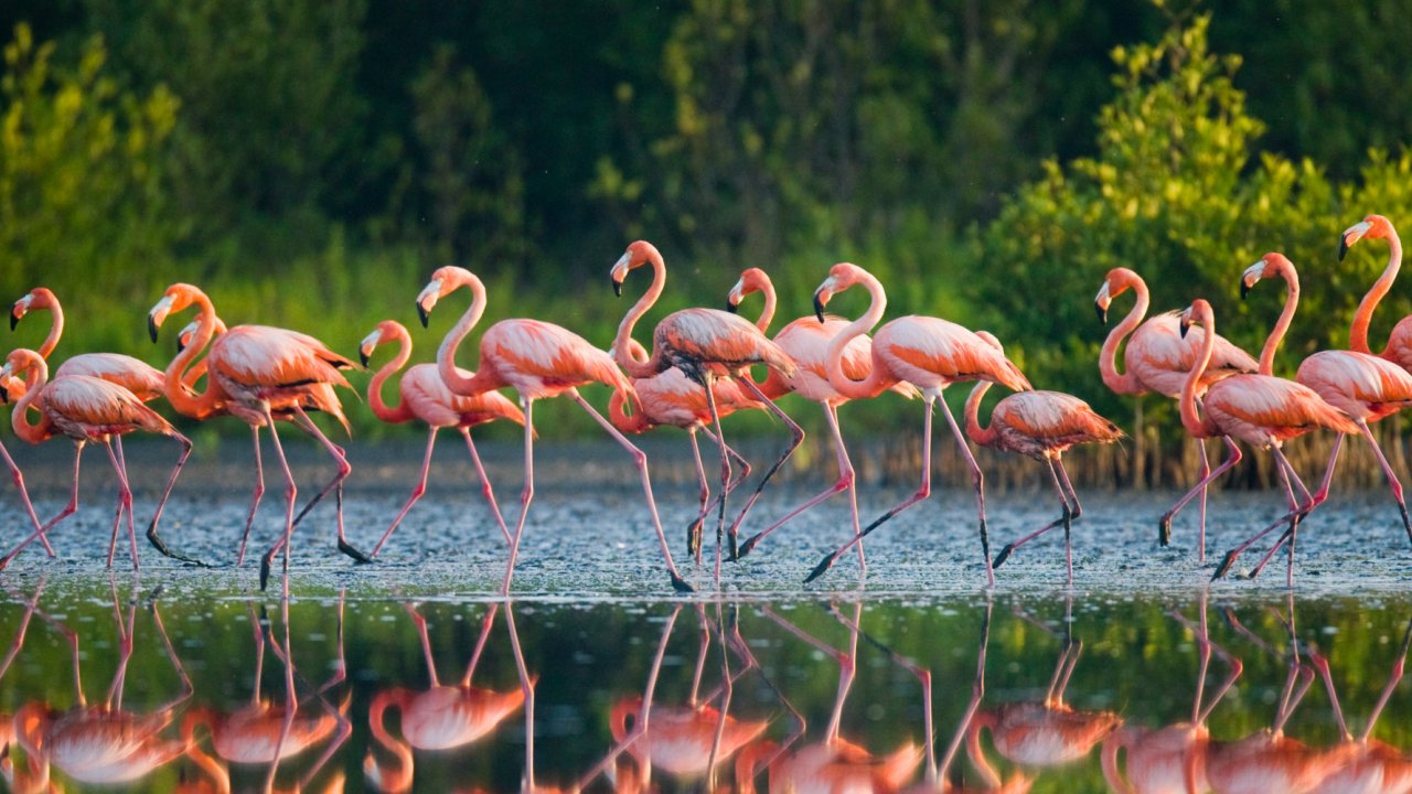 A flock of pink flamingos flying over the water in Cuba