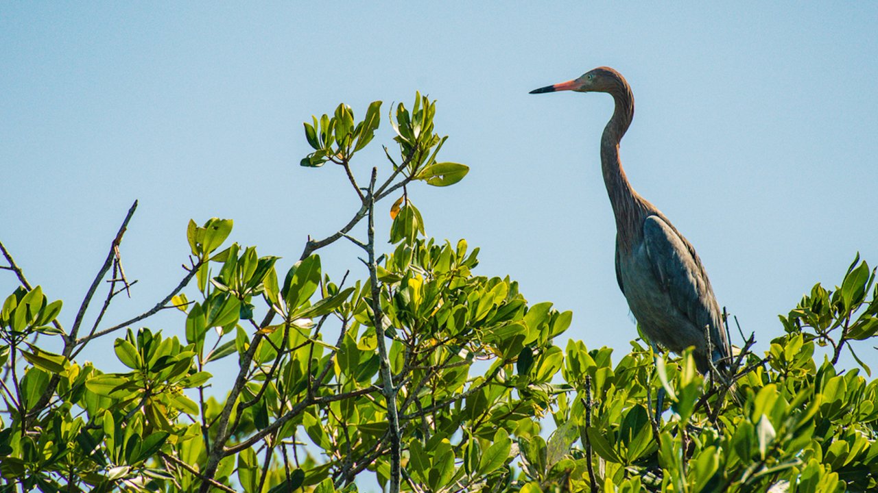 A Heron perched in a tree on a sunny day in Cuba