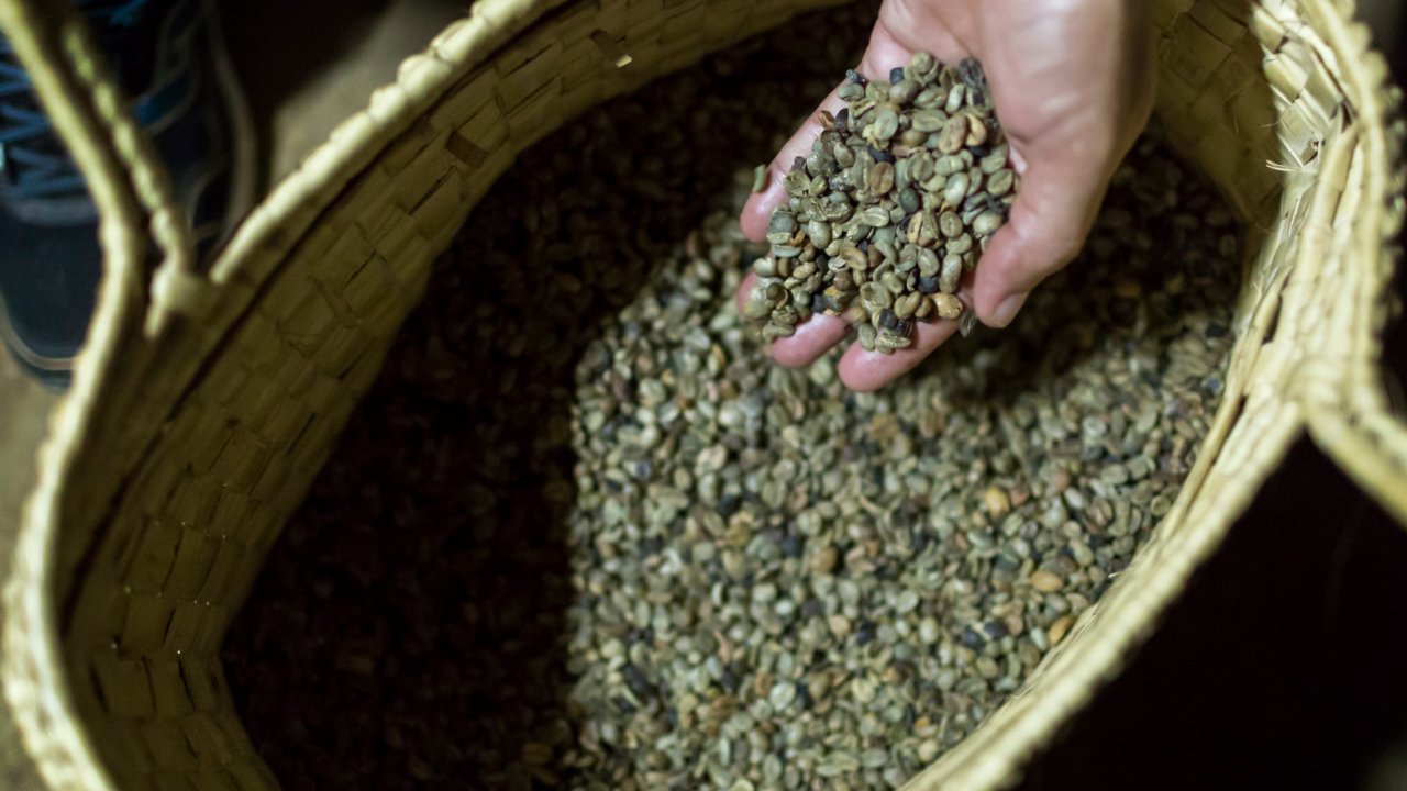 A hand reaching into a bucket of coffee beans and the hand holding a handful of coffee beans closer to the camera