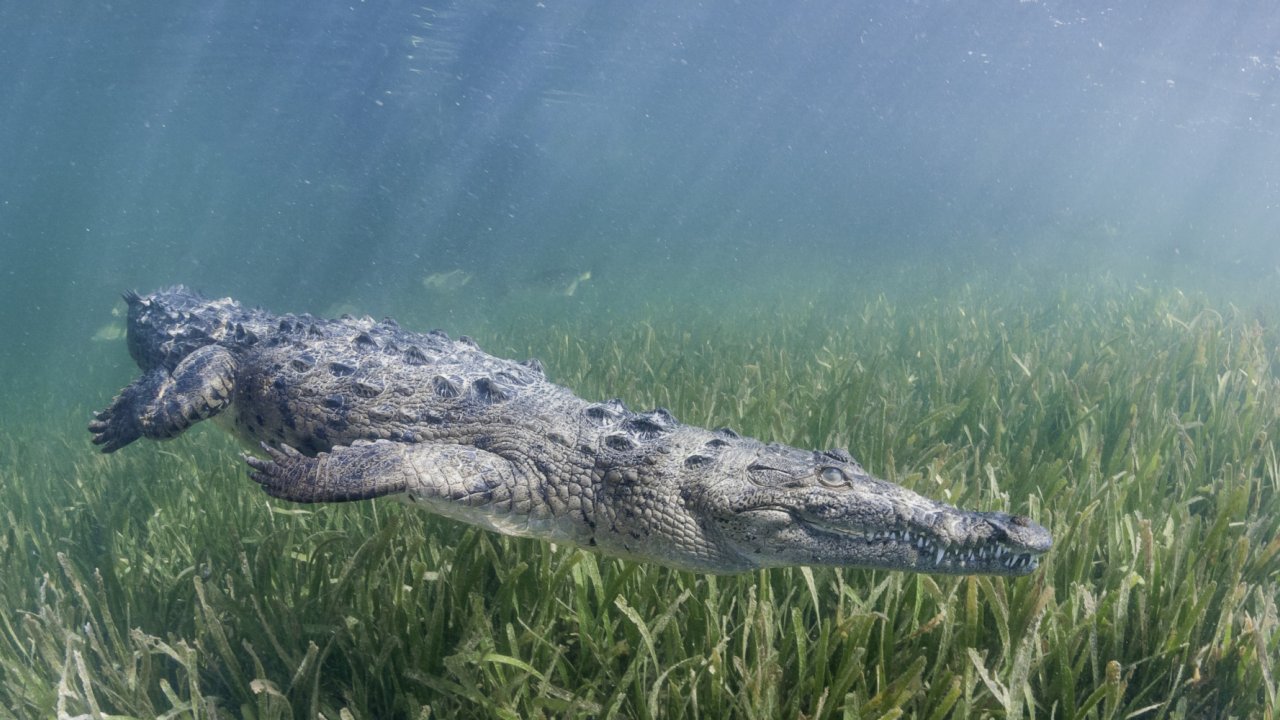 Cuban Crocodile Swimming in Cuba