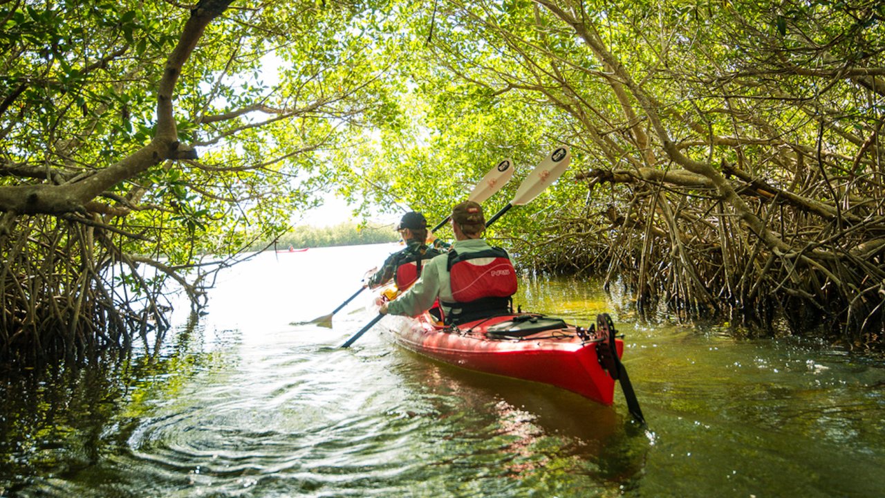 Two people in a red tandem sea kayak paddling through overgrown mangrove trees