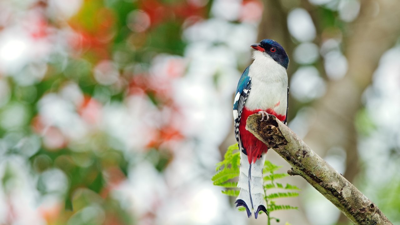 Colorful Cuban trogon bird perched on a tree branch in the lush forests of Eastern Cuba, the national bird of Cuba.