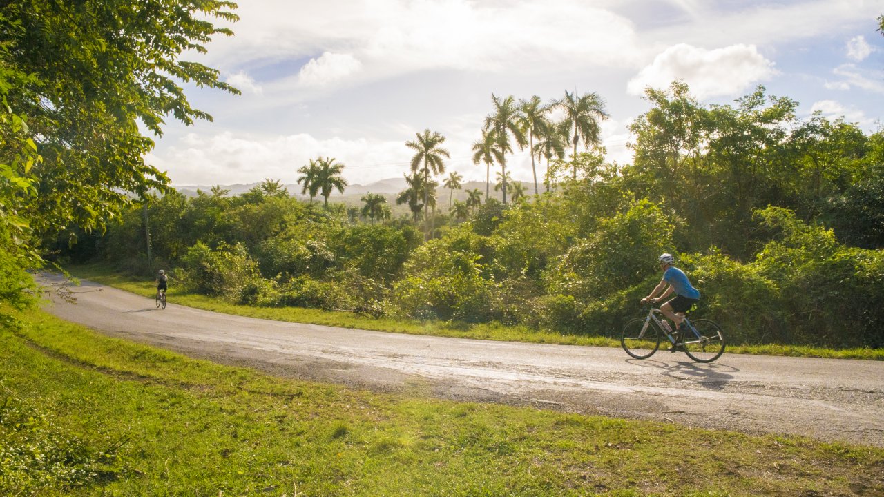 Side view of a person riding a bike through tall palm trees on a sunny day in Cuba