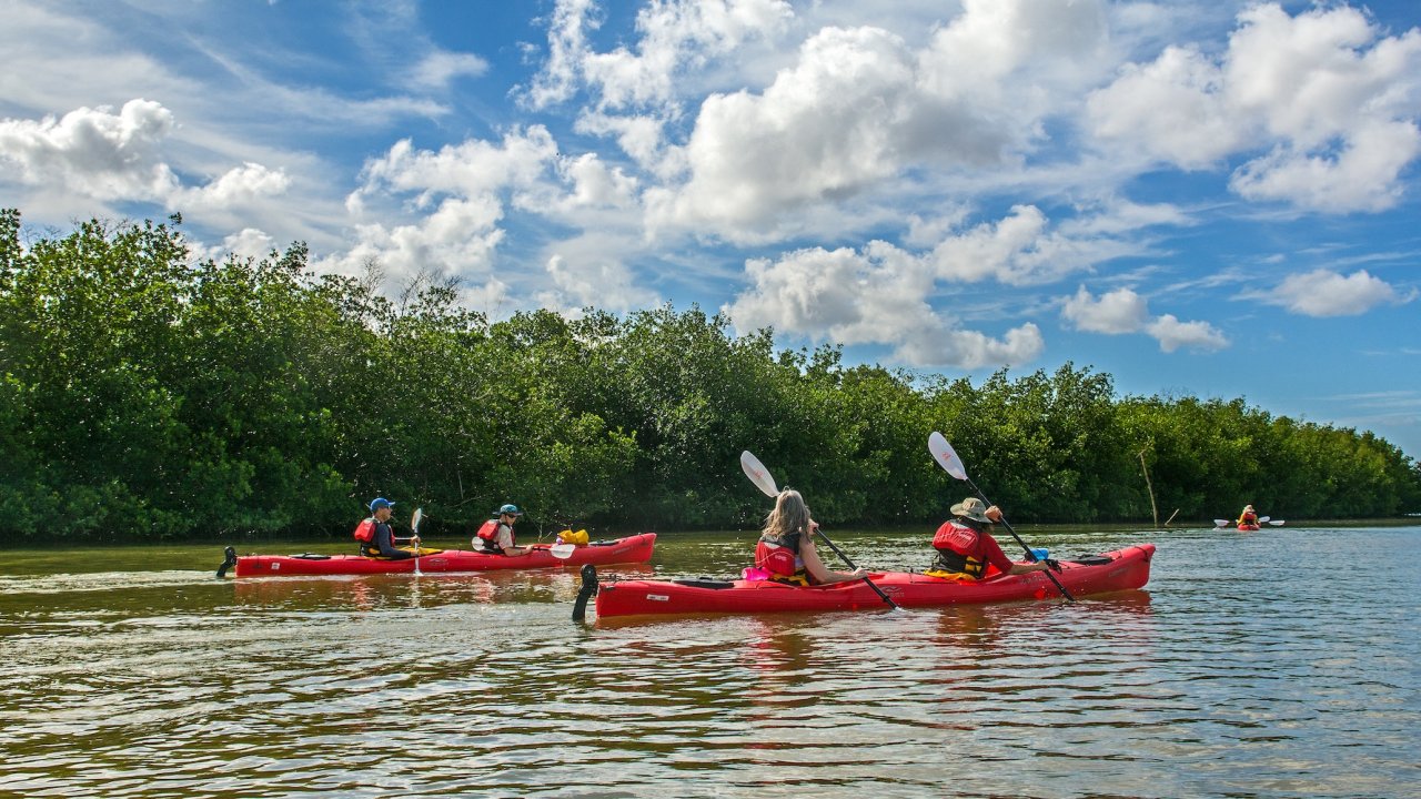 Group of travelers kayaking through mangroves in the eastern part of Cuba, exploring calm waterways surrounded by lush greenery.