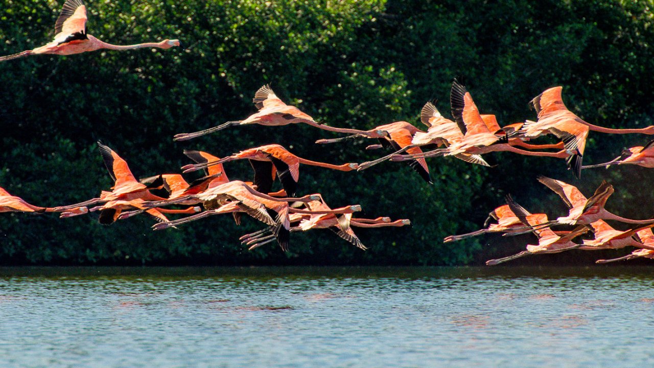 A flock of flamingoes flying over a sea kayaker in Cuba