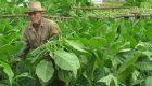 A cuban man in a tabacco field