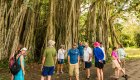 A group of people walking among tall trees in a national park in Cuba