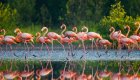 A flock of pink flamingos flying over the water in Cuba
