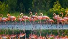 Flamingos in Cuba