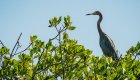 A Heron perched in a tree on a sunny day in Cuba