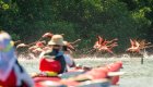 Two kayakers on the water watching as a flock of flamingos take off in Cuba.