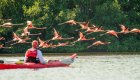 A person in a red sea kayak paddling as a group of flamingoes fly over head.