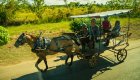 A horse and carriage ride going by tobacco fields in Cuba
