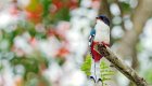 Colorful Cuban trogon bird perched on a tree branch in the lush forests of Eastern Cuba, the national bird of Cuba.