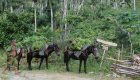 horses carrying produce in Cuba