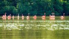 Flock of pink flamingos wading in a shallow mangrove lagoon in coastal Cuba.