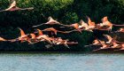 A flock of flamingoes flying over a sea kayaker in Cuba