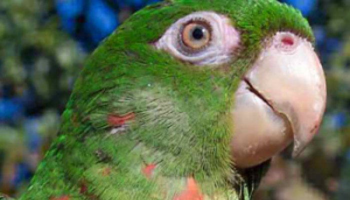 Cuban Parakeet