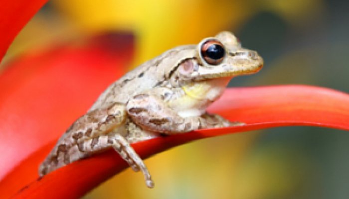 Cuban Treefrog 