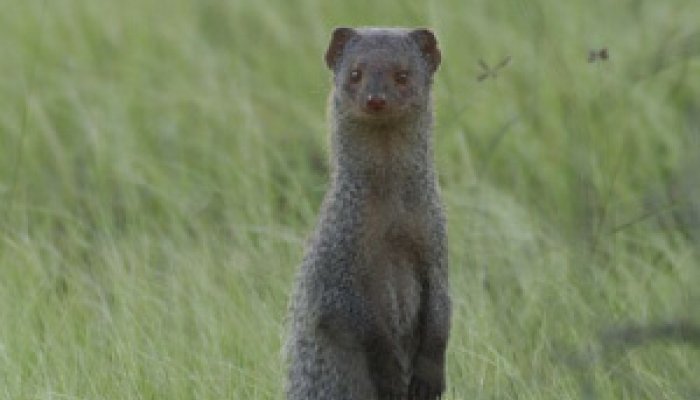 Small Indian Mongoose 